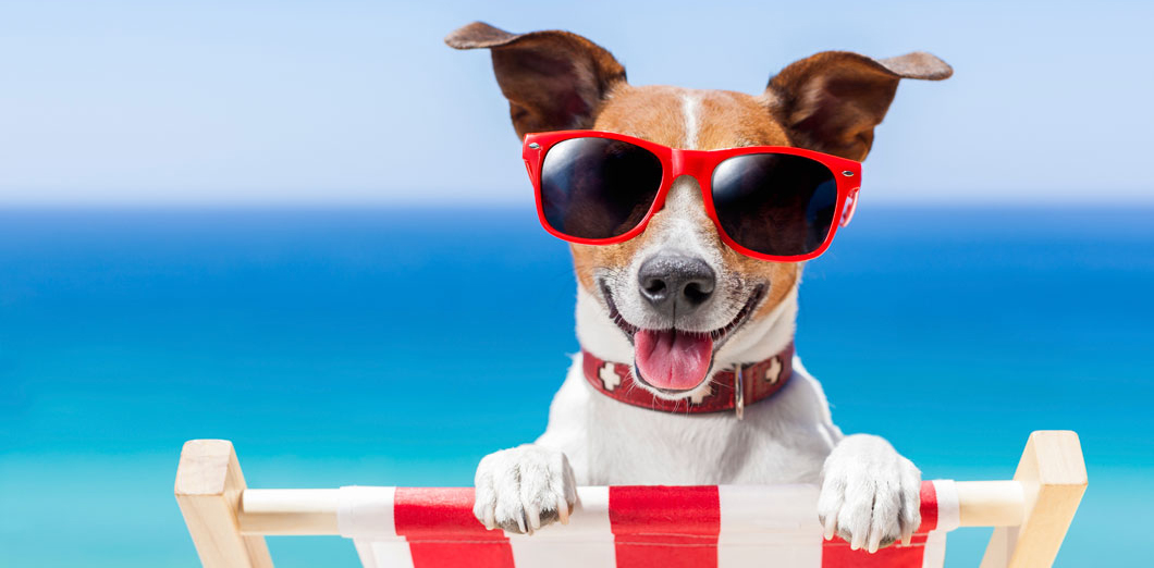 Taking care of your pets for you